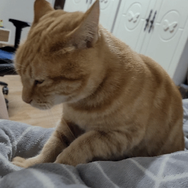 i0273342949.gif