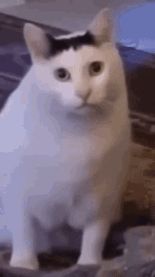 i0583057517.gif