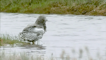 i0643105378.gif